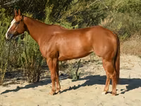 Jument, Quarter Horse — photo 2