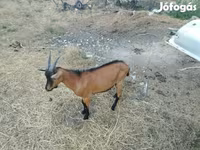 ஆண் வெள்ளாடு, Alpine goat — புகைப்படம் 2