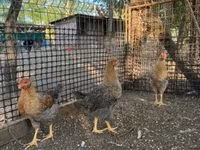 Chickens — عکس 1