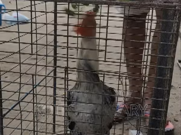 Chickens
