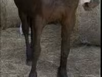 Ձի, Friesian — լուսանկար 3