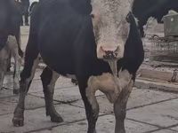 گاو نر, Simmental cattle — عکس 1