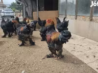 Brahma — foto 1