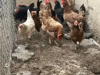 Chickens — عکس 3