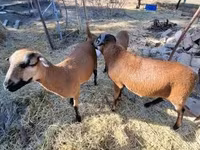 Ոչխար, Cameroon sheep — լուսանկար 5