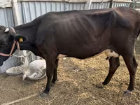Ko, Holstein-race — foto 2