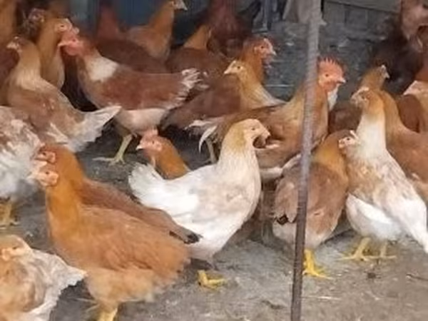 Chickens
