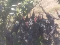 Turkeys — fotografija 2