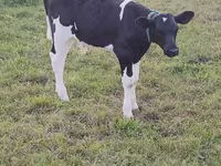 วัวตัวผู้, Russian Black pied cattle — รูปภาพ 2