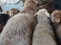 公羊, Sheep — 照片 2