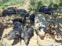 Babi hutan, Вьетнамская вислобрюхая — foto 5