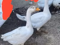 Geese — foto 3