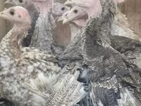 Turkeys — 照片 2
