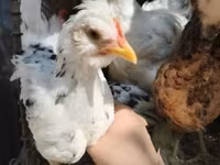 Chickens — foto 4