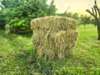 Խոտի տուկ, խոտ, թարմ խոտ — عکس 2