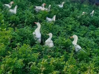 Chickens — foto 5