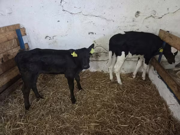 گاو ماده, Russian Black pied cattle