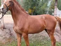 Hingst, Arabian horse — foto 3