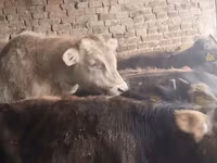 ወንድ በሬ, Aberdeen-Angus — ፎቶ 3