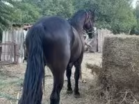 Aygʻir, Friesian — 4-rasm