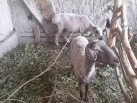 كبش, الأغنام — الصورة 5