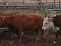Կով, Latvian Blue cattle — լուսանկար 4