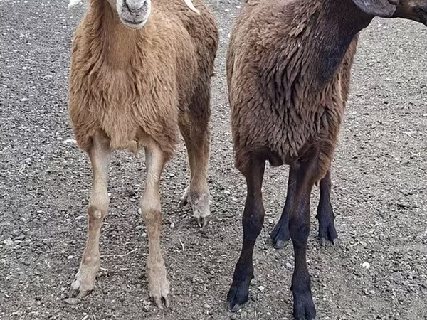 Billy Goat, Goats — Kazakhstan