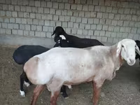 قوچ, Edilbay sheep — عکس 4