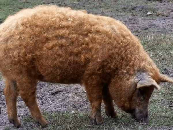 मादा सूअर, Мангалица