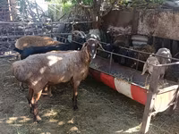 Får, Rhon sheep — foto 2