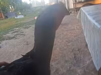 Chickens — foto 1