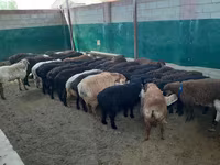 قوچ, گوسفند — عکس 2