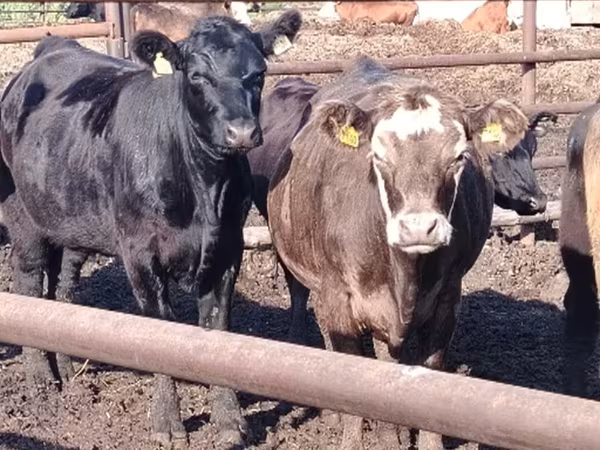Tehén, Aberdeen-Angus — Oroszország
