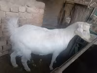 Dişi keçi, Russian White goat — foto 1