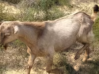 بز نر, بز — عکس 3