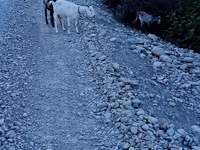 Capra, Capre — foto 3