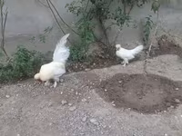 Japansk Bantam — foto 2