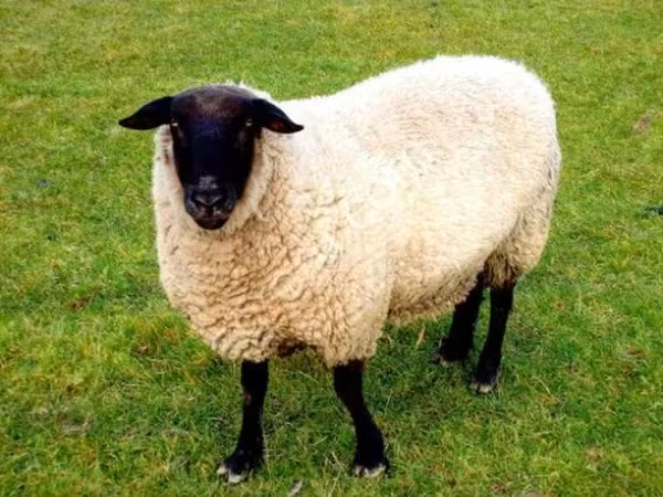Sheep, Barbados Blackbelly sheep — Russia