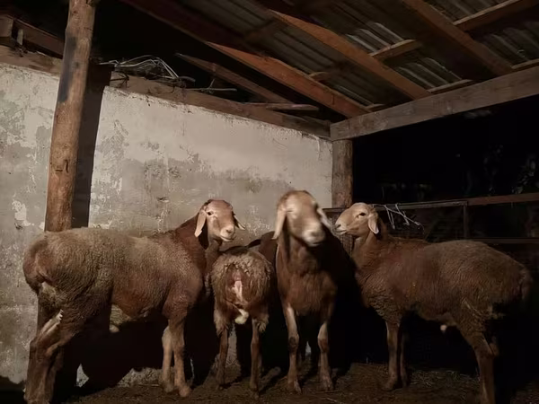 قوچ, گوسفند