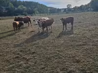 Byk, Krowa limuzyńska — zdjęcie 2