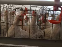 Chickens — عکس 1