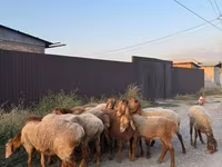 Ovce, Edilbay sheep — foto 2