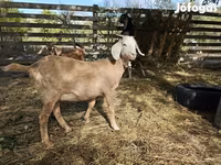 Cabra, Nubian Goat — foto 6