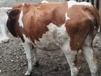 Kuh, Simmental cattle — Foto 1