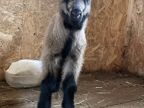Cabro, Czech Brown Shorthaired goats