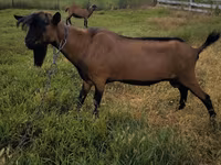 Kambing jantan, Nubian Goat — foto 5