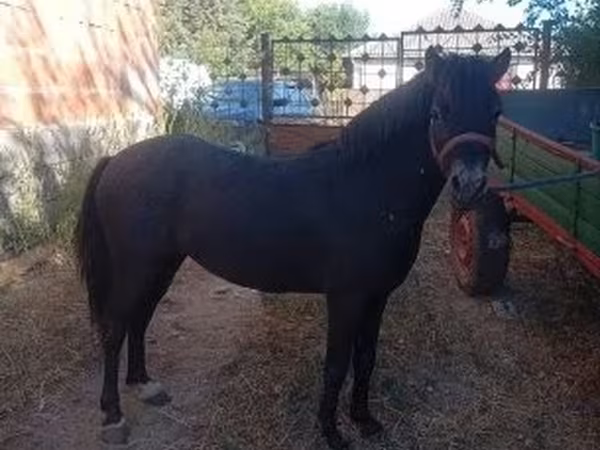 Hingst, Hästar