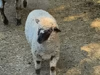 Vædder, Får — foto 2