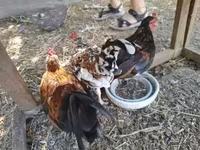 Bantam Jepang — foto 2