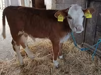Bull, Limousin cow — photo 4